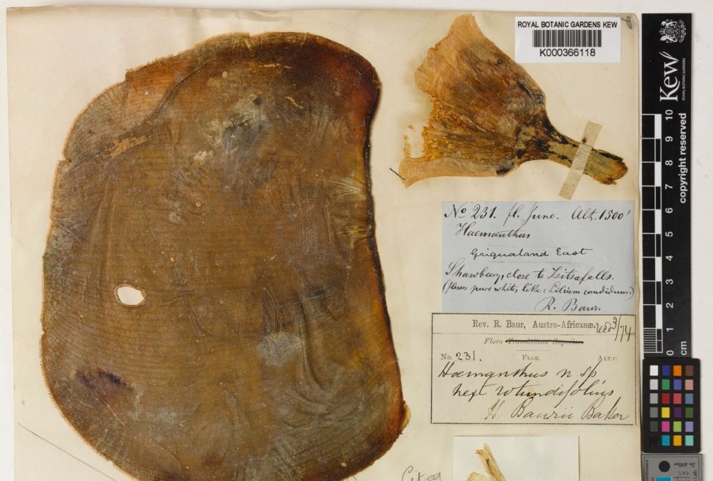 Haemanthus deformis type