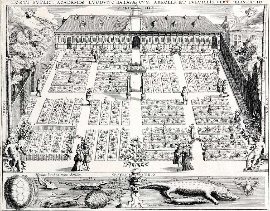 Etching of the Hortus botanicus in Leiden, Willem Isaacsz Swanenburg, 1610. (Source: Wikipedia)