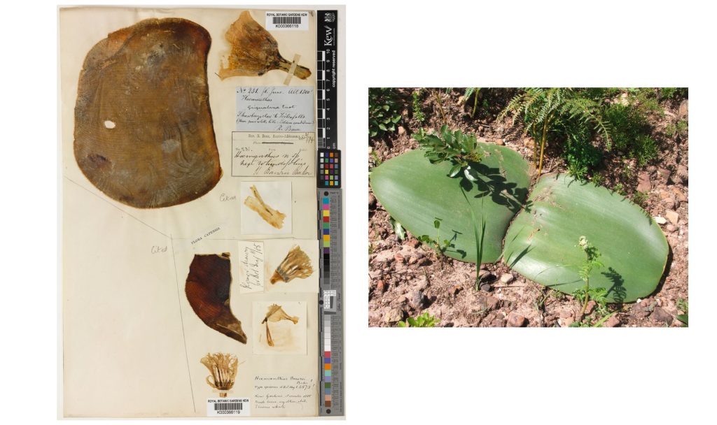 Haemanthus deformis. Left: Specimen Image, 1885. (Source: Royal Botanic Gardens Kew); right: Photograph of the flat leaves, Cape Town South Africa, Abu Shawka, 2010. (Source: Wikipedia)