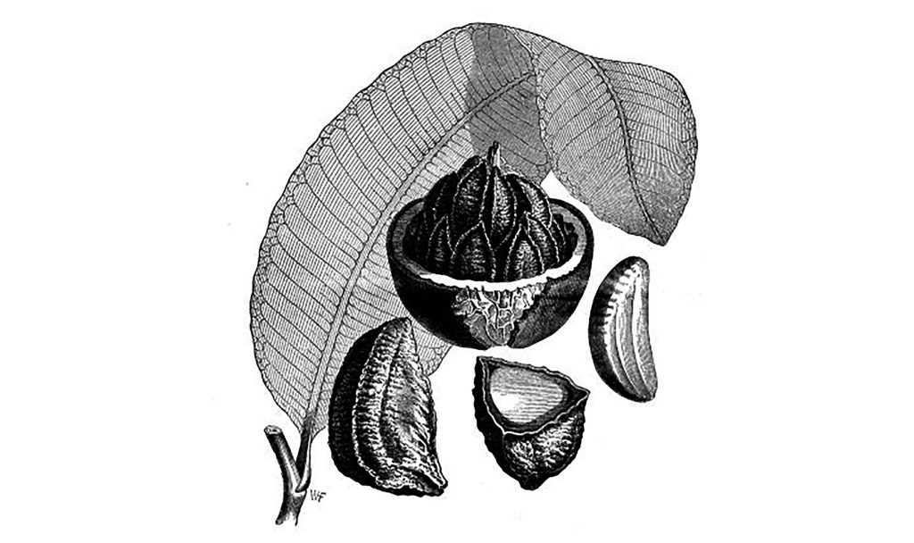 Depiction of the Brazil nut in Scientific American Supplement, No. 598, June 18, 1887. (Source: Wikipedia)
