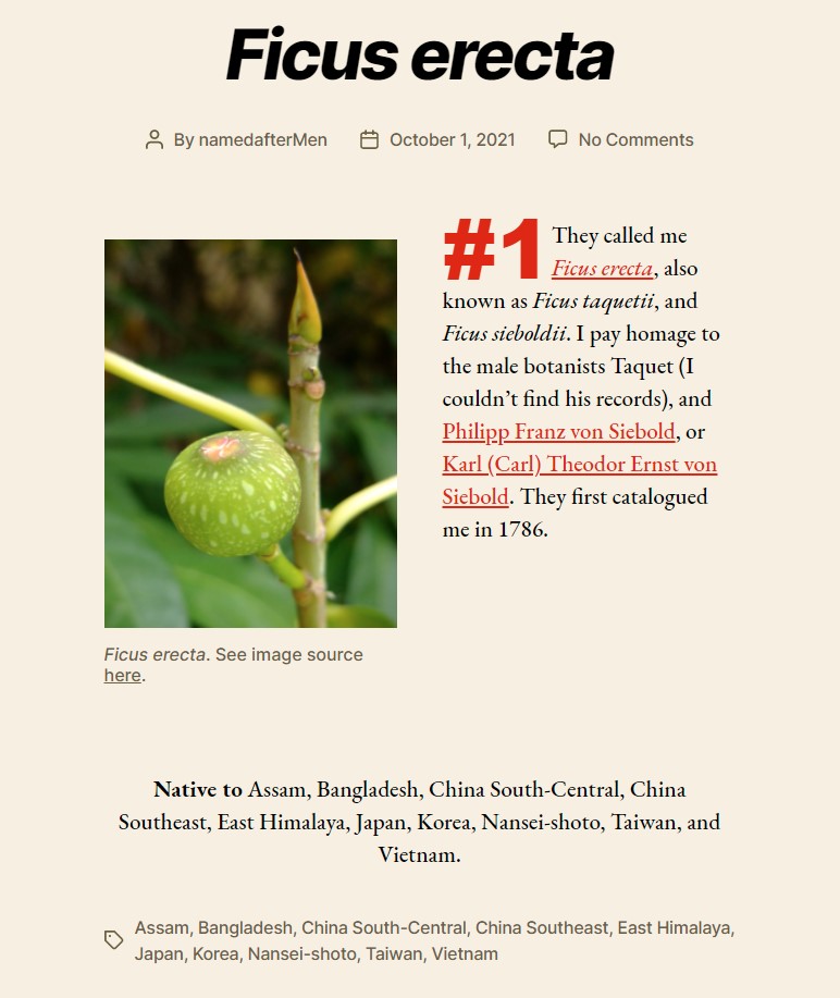 A screenshot of the first post on the "named after men" project website shows Ficus erecta, a plant honoring the explorer Siebold.